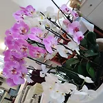 فندق Orchidea