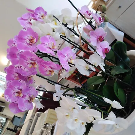 Szálloda Orchidea