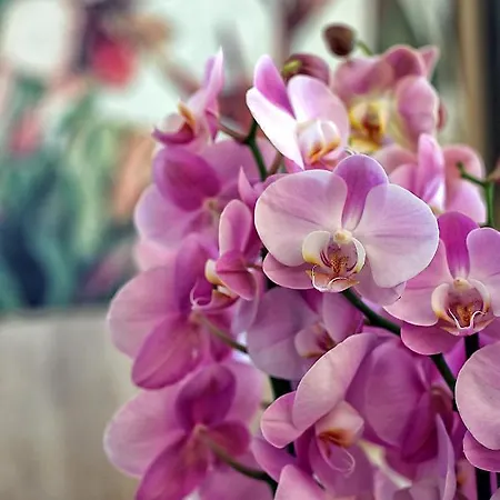 Orchidea 3* Bardolino